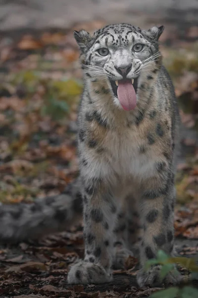 Portrait Snow Leopard Irbis — Fotografia de Stock