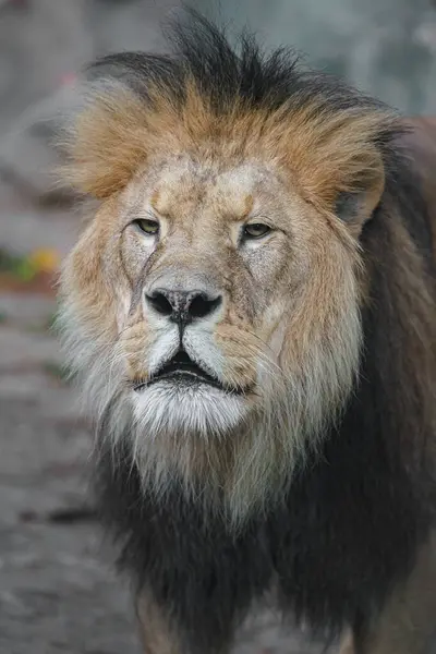 Retrato Del León Del Norte África —  Fotos de Stock