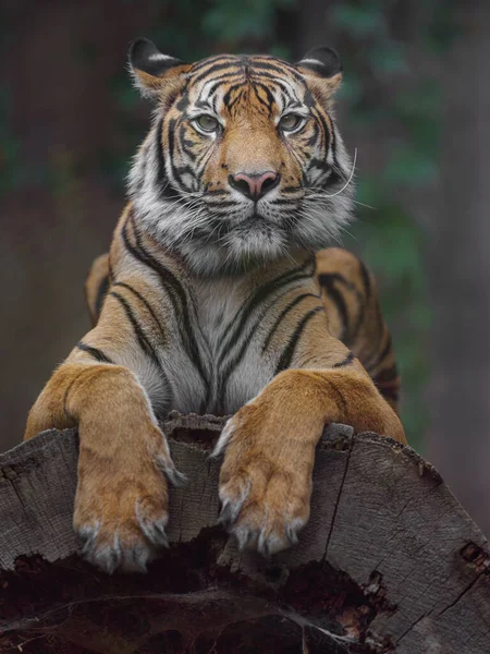 Tigre Sumatra Zoológico — Fotografia de Stock