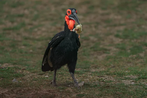 Southern Ground Hornbill Zoo — 스톡 사진