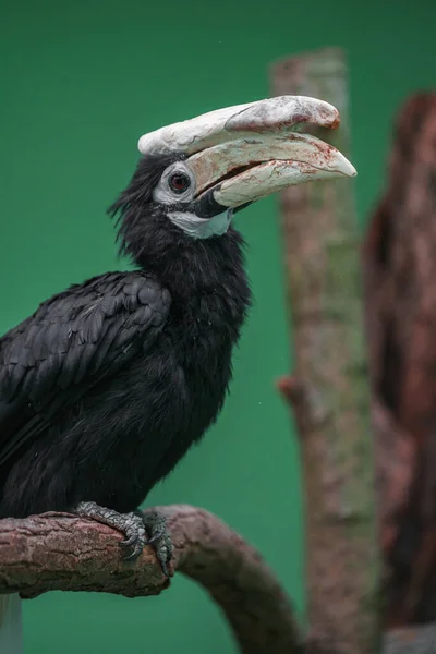 Palawan Hornbill Zoo — 스톡 사진