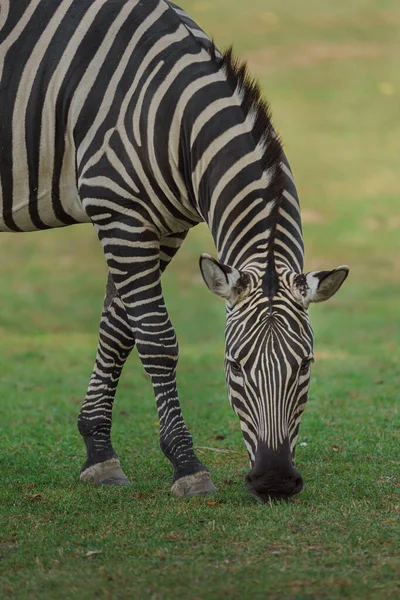 Hayvanat Bahçesinde Zebra — Stok fotoğraf