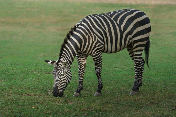 Zebra Das Planícies Zoológico — Fotografia de Stock