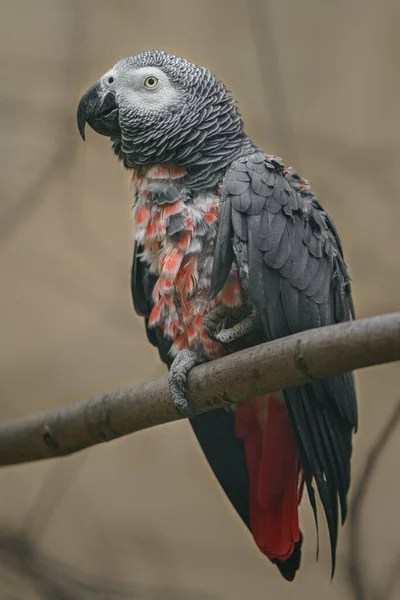 Grey Parrot Zoo — Stockfoto