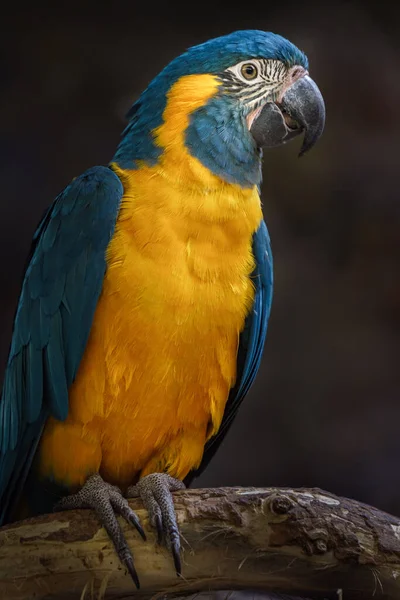 Blåstrupig Macaw Djurparken — Stockfoto