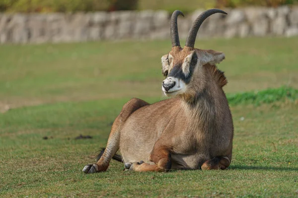 Roan Antelope Zoo — Stok fotoğraf