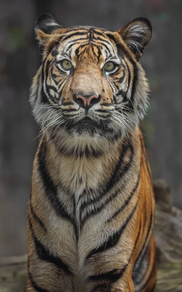 Sumatran tiger in zoo