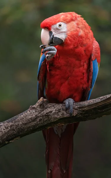 Photo Scarlet Macaw — Stockfoto