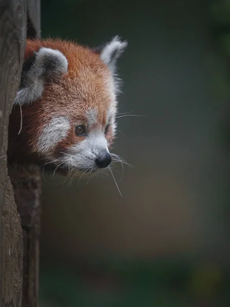Photo Red Panda — Stok fotoğraf