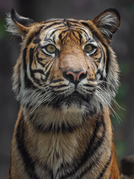 Photo Sumatran Tiger — Fotografia de Stock