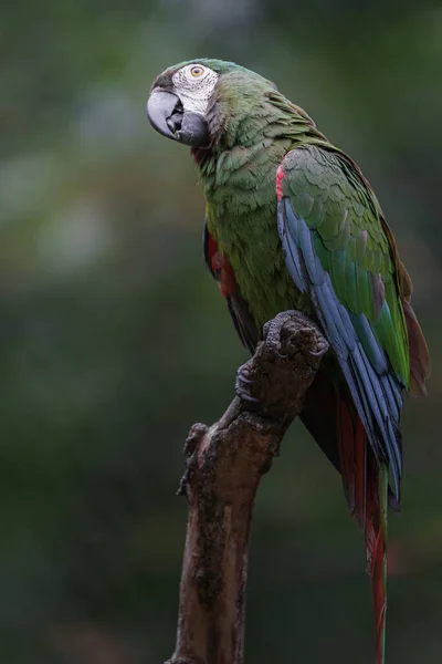 Portrait Chestnut Fronted Macaw — Stockfoto