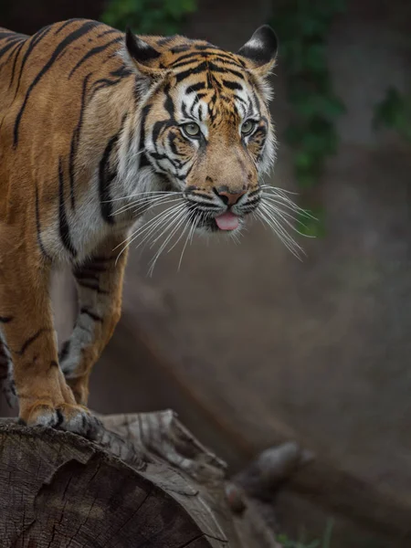 Retrato Tigre Sumatra — Fotografia de Stock