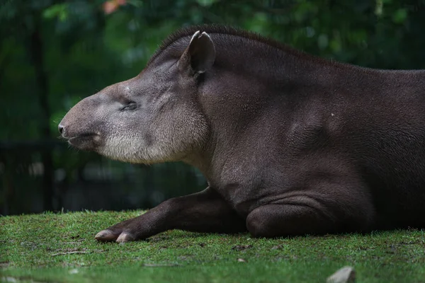 Retrato Tapir Sudamericano —  Fotos de Stock