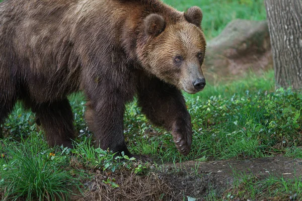 Portrét Medvídka Hnědého — Stock fotografie