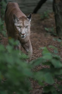 Portrait of Cougar in zoo