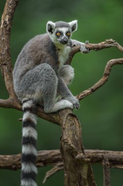 Hayvanat Bahçesi Ring-Tailed Maki