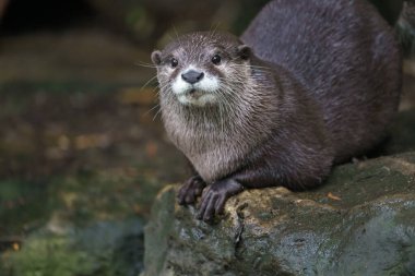 Portrait of Asian small-clawed otter