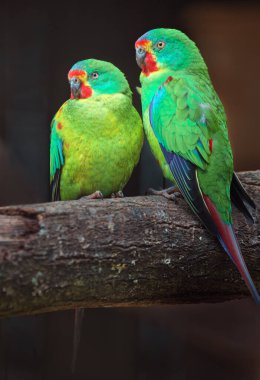 Portrait of Swift parrot