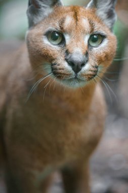 Photo of a Caracal