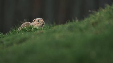 Photo of a European ground squirrel