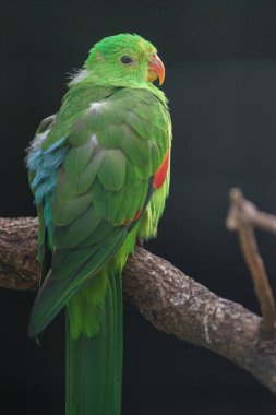 Photo of a Red-winged parrot