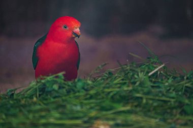 Photo of a Australian king parrot