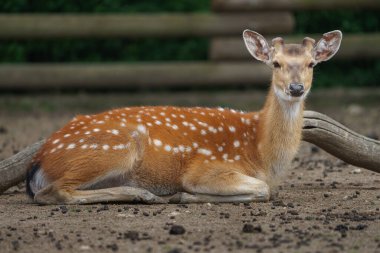 Photo of a Vietnamese sika deer