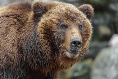 Photo of a Kamchatka brown bear
