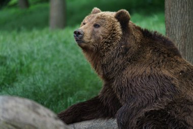 Photo of a Kamchatka brown bear