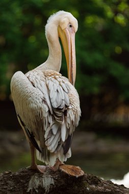 Photo of a Great white pelican