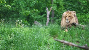 Photo of a Katanga Lion