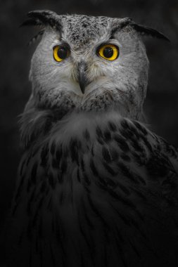 Photo of a Eurasian eagle-owl