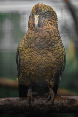 Kea on branch  in zoo