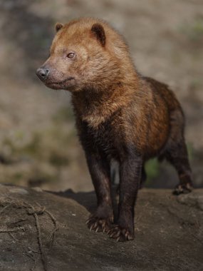 Bush dog in zoo