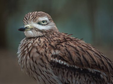 Eurasian Stone-curlew in zoo