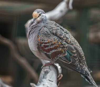 Common bronzewing in zoo