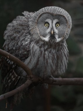 Great grey owl in zoo