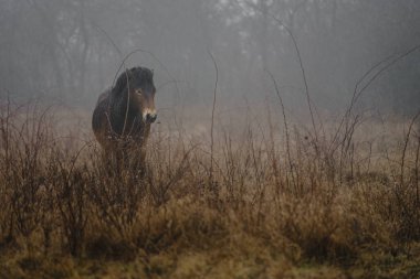 Exmoor pony in wild
