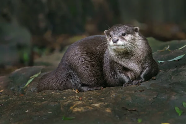 Asian Small Clawed Otter Zoo — Stock Photo, Image