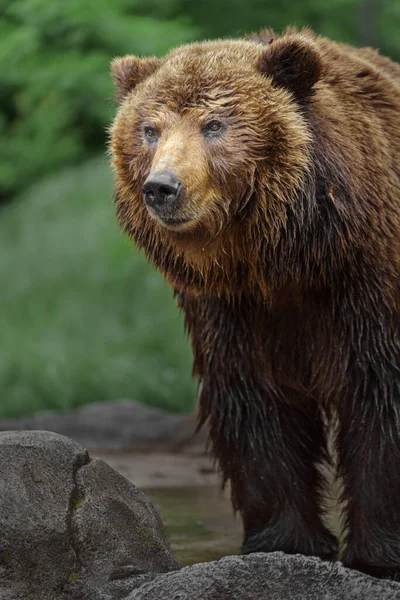 Kamchatka Brown Bear Zoo — Photo