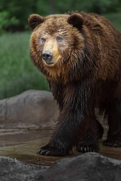 Portrait Kamchatka Brown Bear — Photo