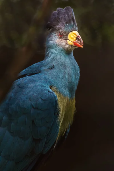 Portrait Great Blue Turaco — 스톡 사진