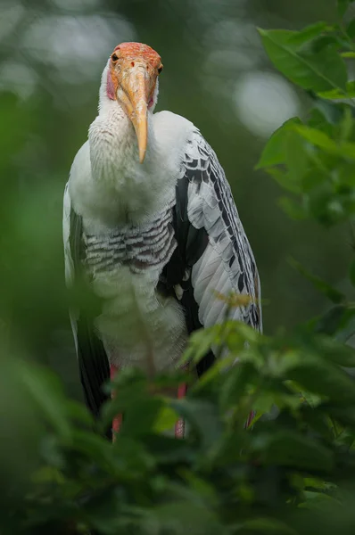 Portrait Painted Stork — 스톡 사진