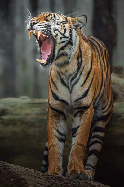 Retrato Tigre Sumatra — Fotografia de Stock