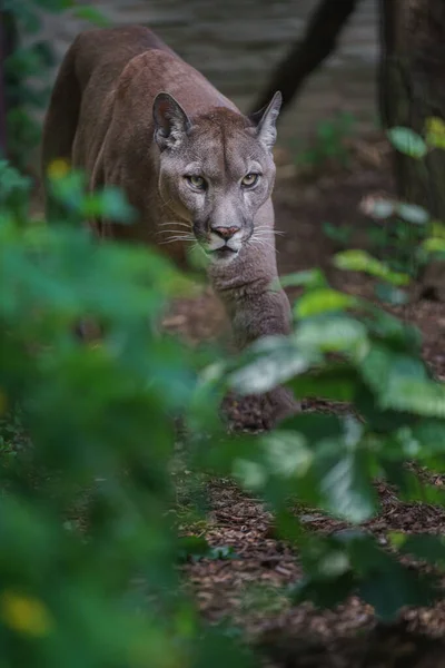 Portrait Cougar Zoo —  Fotos de Stock