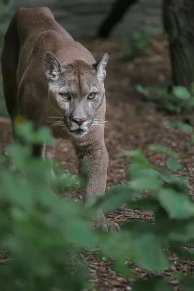 Portrait Cougar Zoo —  Fotos de Stock