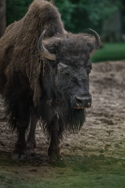 Photo American Bison — 图库照片