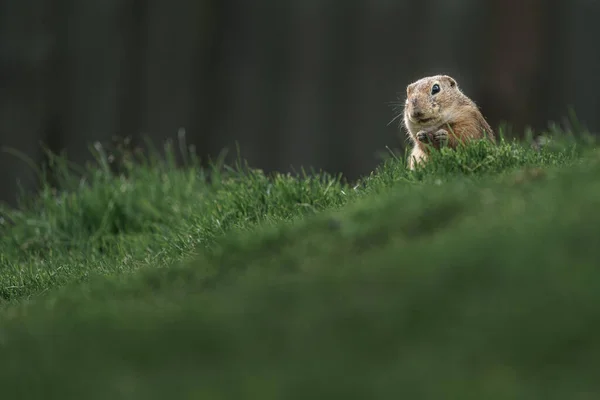 Photo European Ground Squirrel — Stock Photo, Image