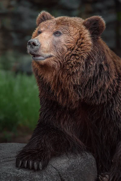Photo Kamchatka Brown Bear — Stock fotografie
