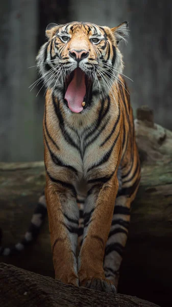 Foto Tigre Sumatra — Fotografia de Stock